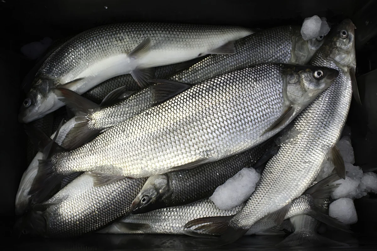 A Race Against Extinction: Michigan’s Last-Ditch Effort to Save Iconic Great Lakes Whitefish