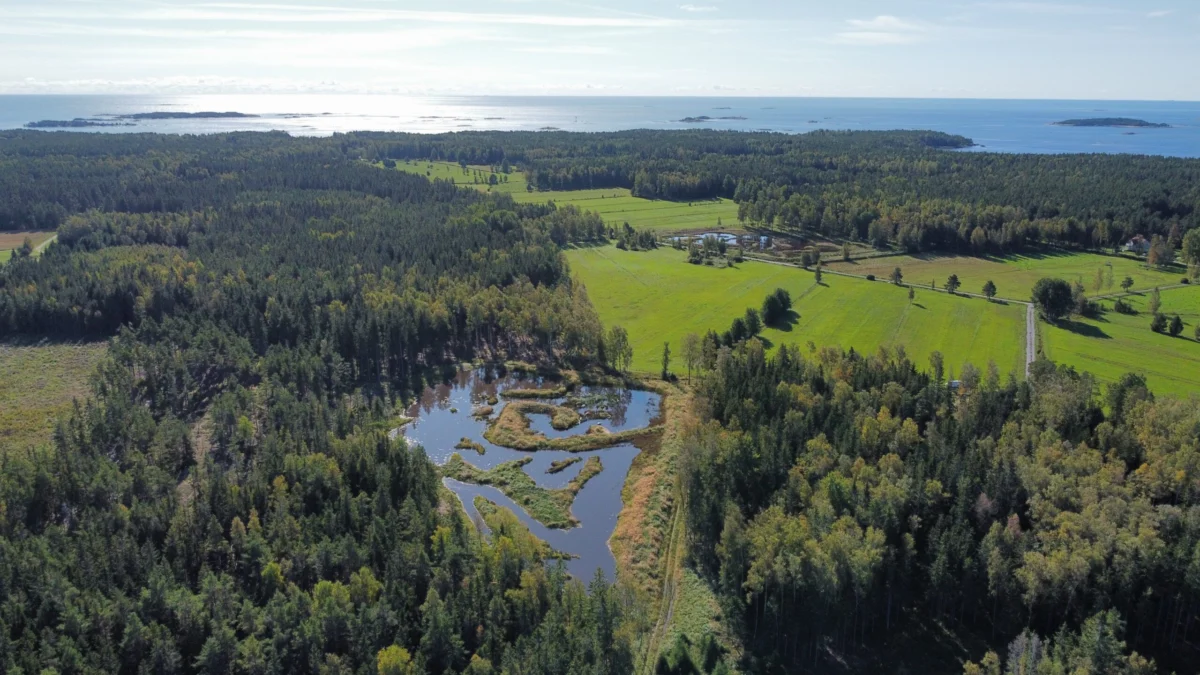 Restoring the Balance: Why Nature Restoration is Essential for Finland’s Future