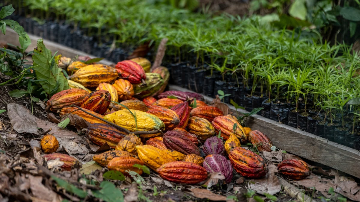 The Bitter Truth Behind the Sweet: Why the Chocolate Industry Struggles to Shed Its Deforestation Habit