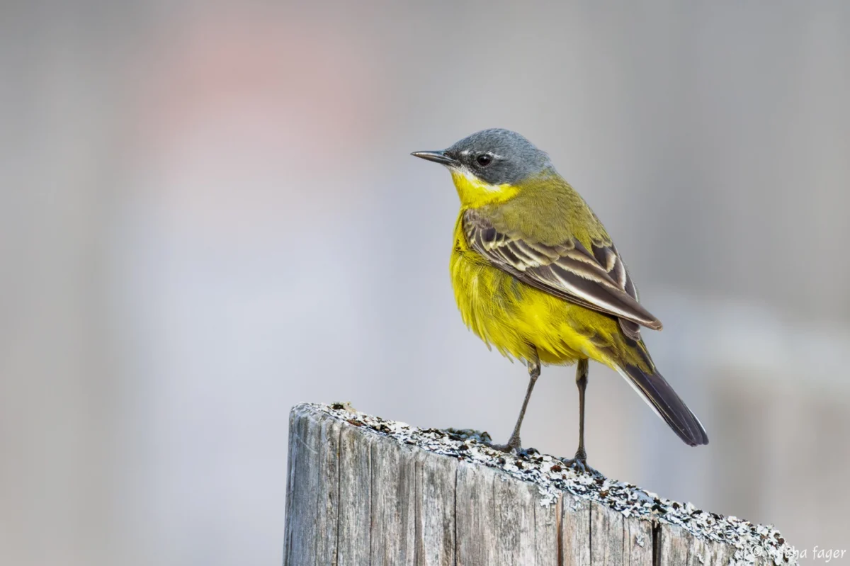 The Great Spring Migration Surge: Warm Winds Bring Rare Avian Visitors to Finland