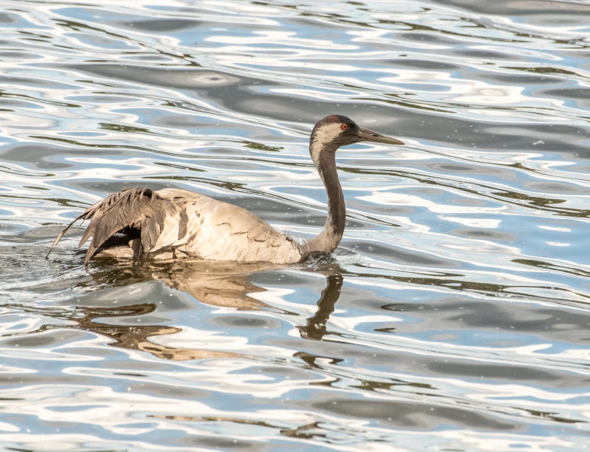 A Rare Encounter: The Extraordinary Aquatic Journey of a Crane Family