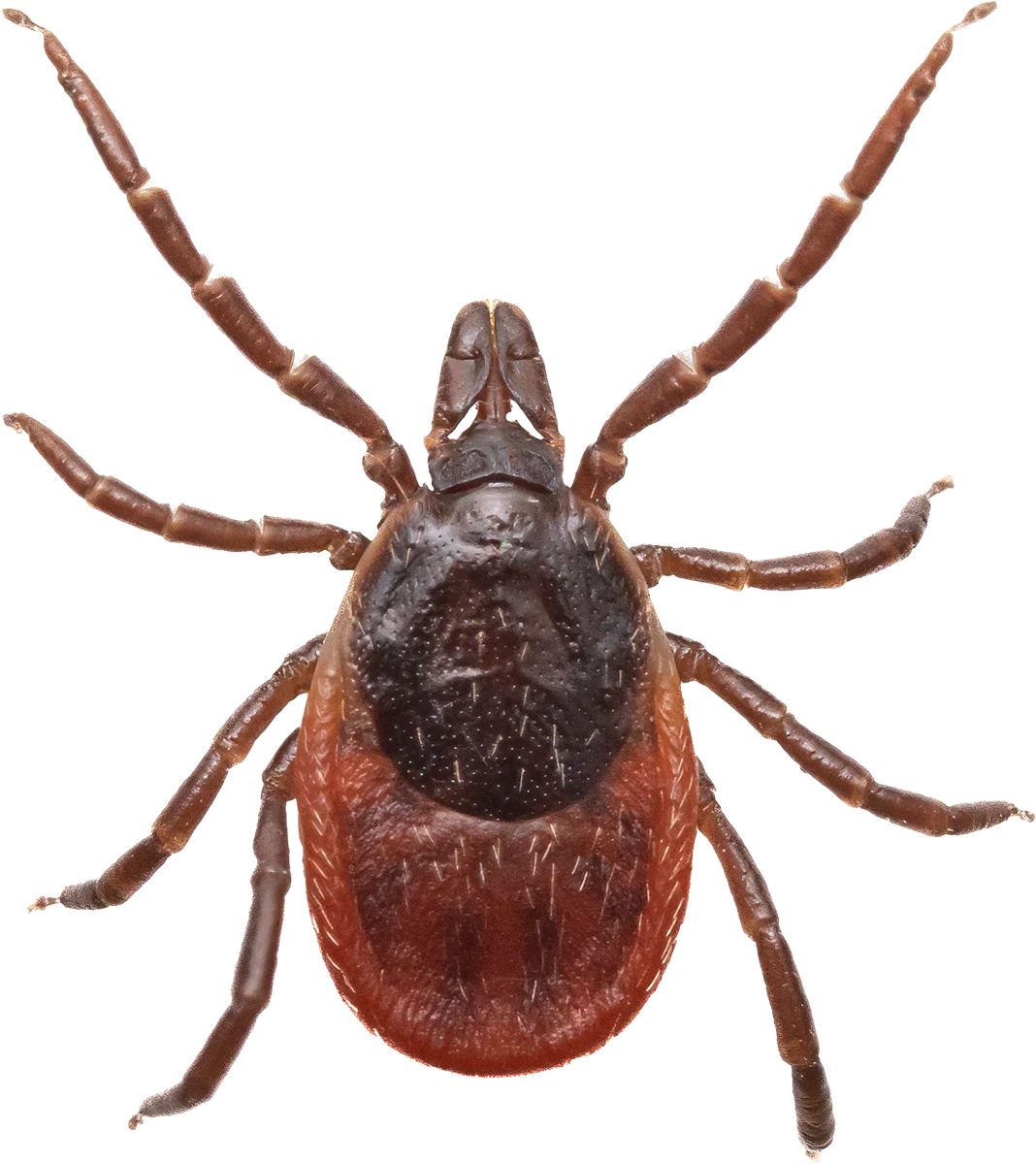 Beyond the Panic: A New Perspective on the Tick and Its Relationship with Humanity