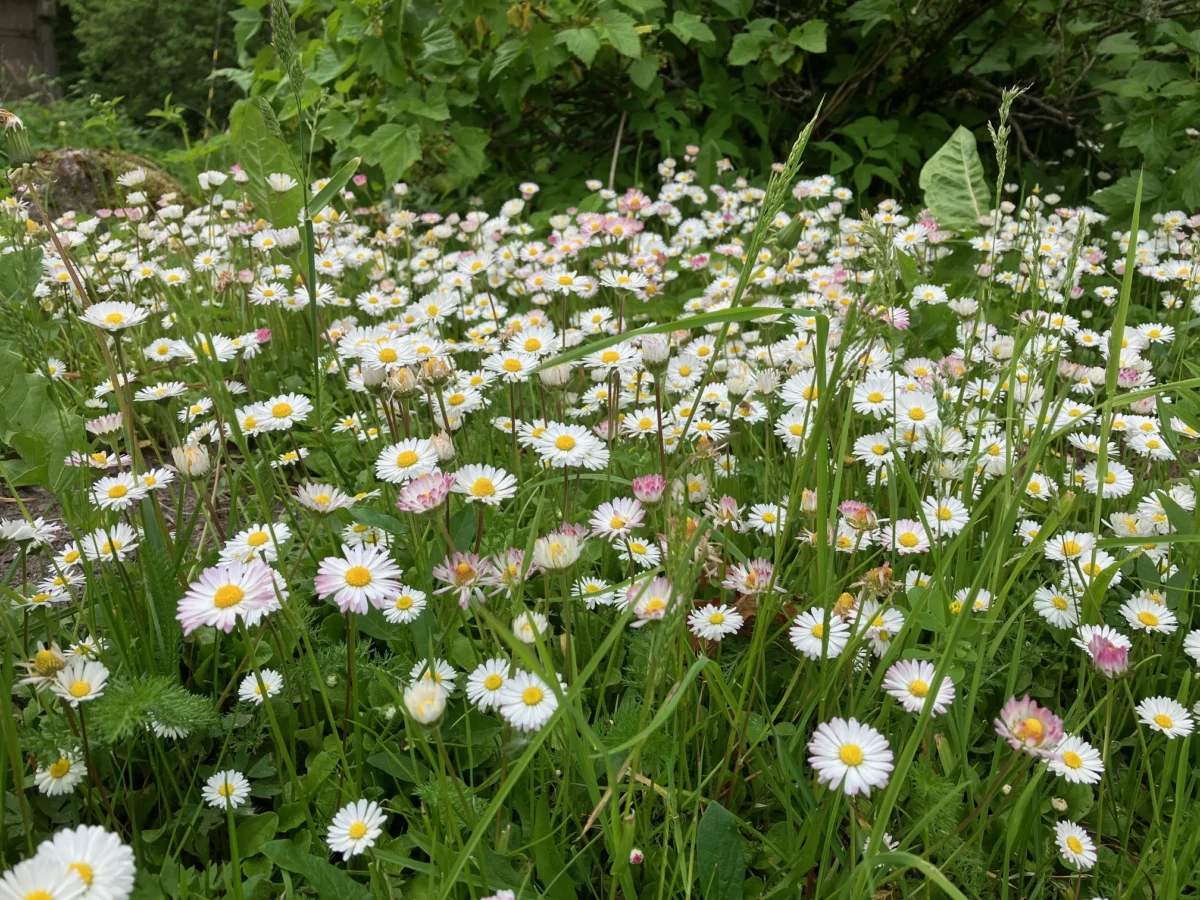Botanical Treasures: Celebrating the Timeless Elegance of Aquilegia and Bellis perennis