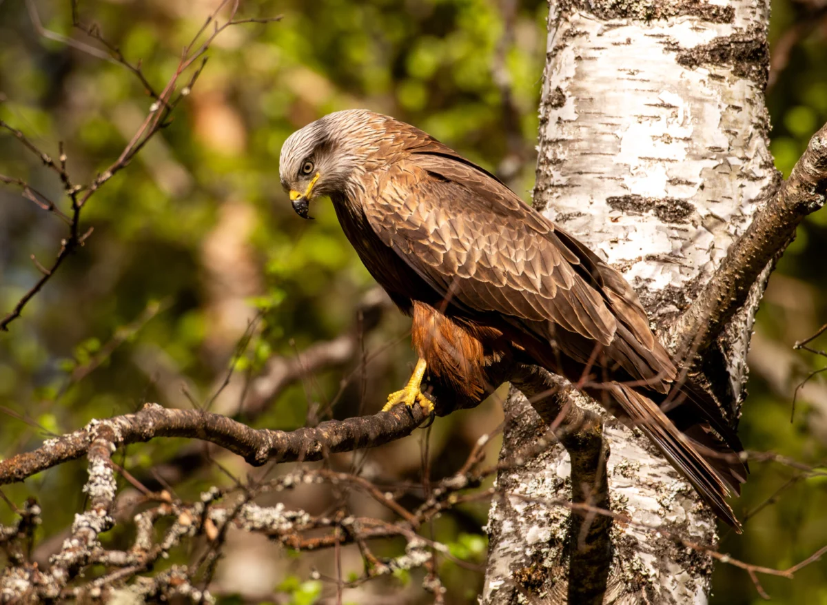 The Aerial Acrobat: A Deep Dive into the Life and Habits of the Red Kite