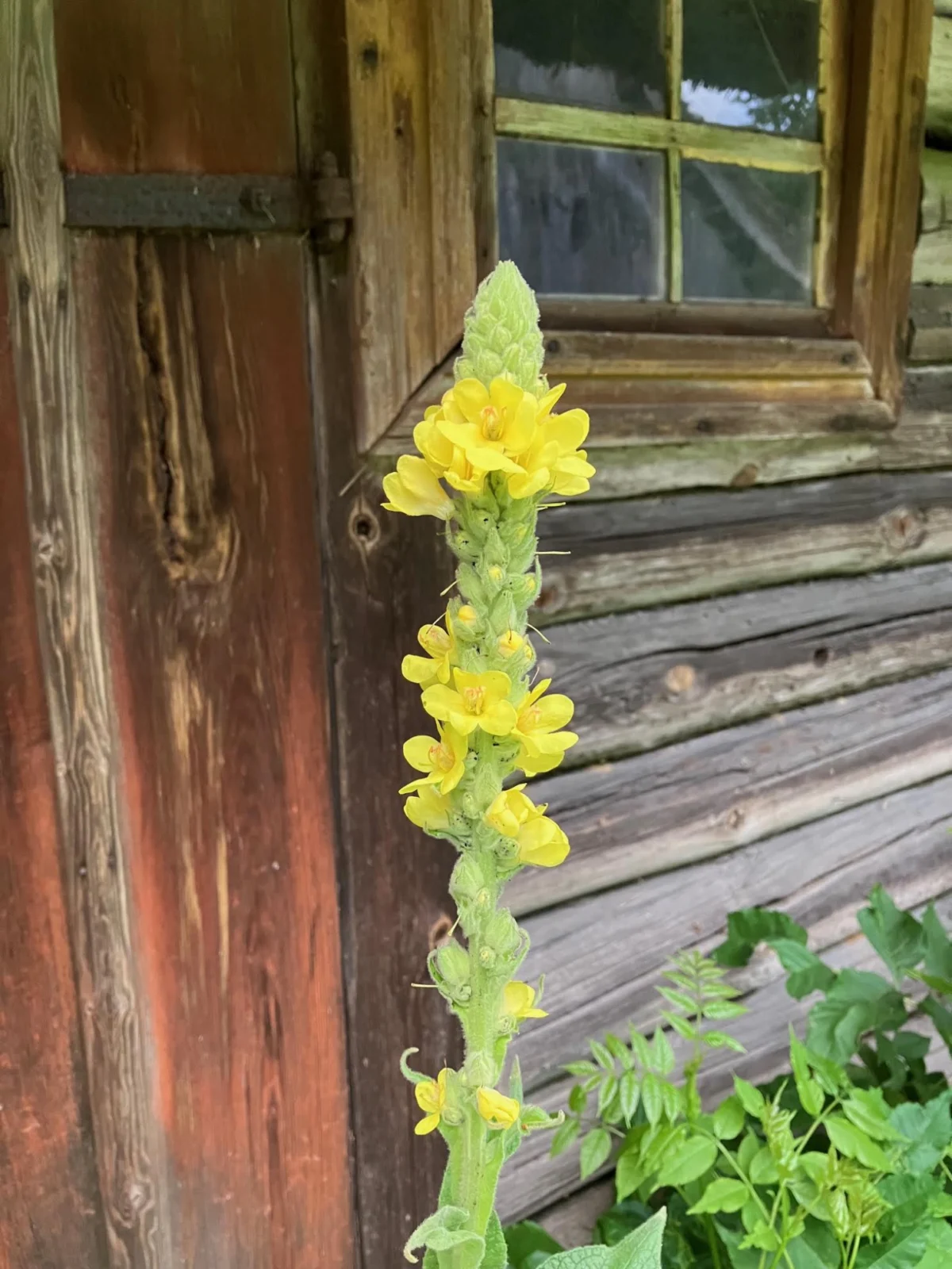The Ancient Torch: Unraveling the History and Mysteries of the Great Mullein