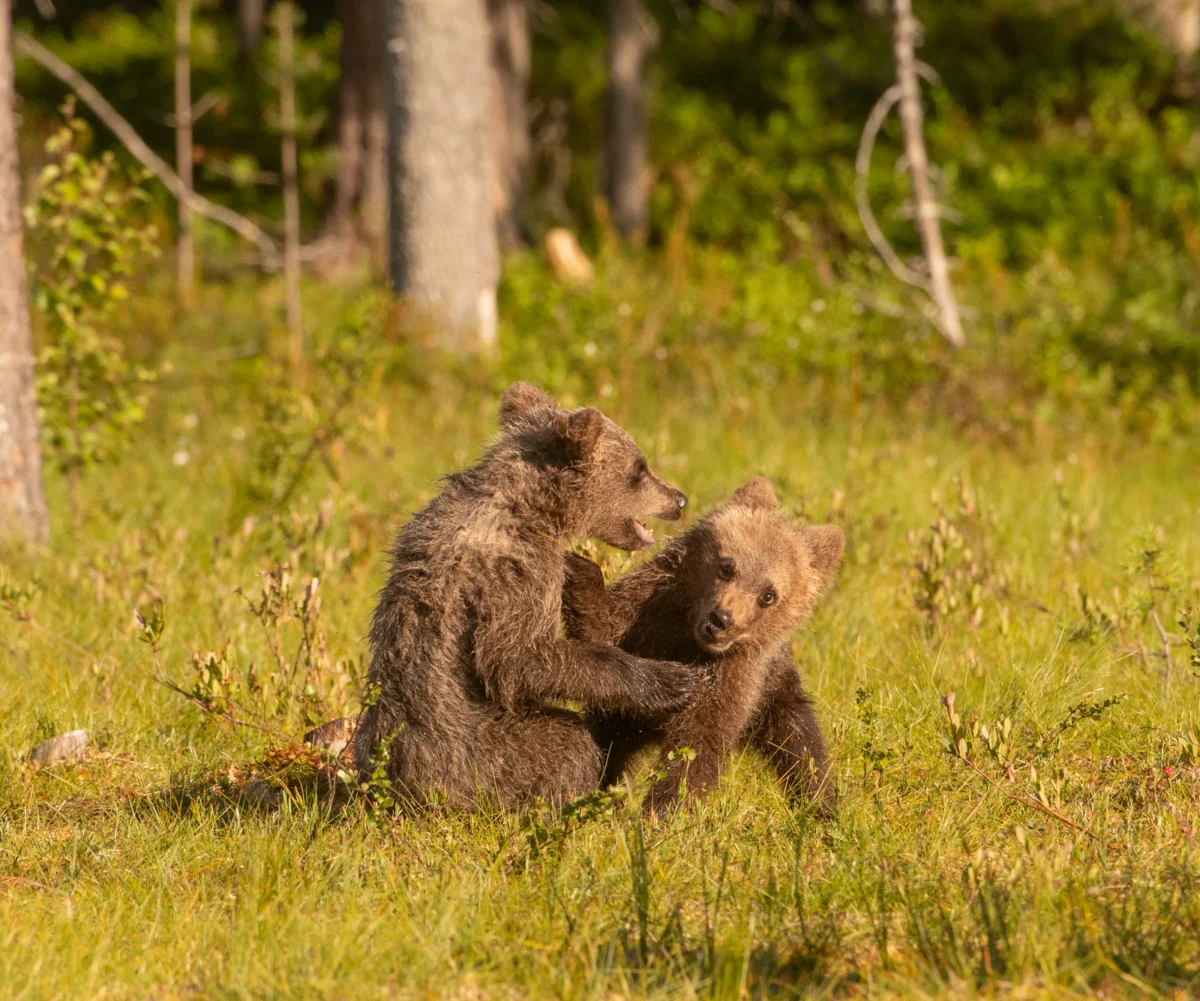 The Rulers of the Wilderness: A Close-Up Look at Finland’s Brown Bear Cubs