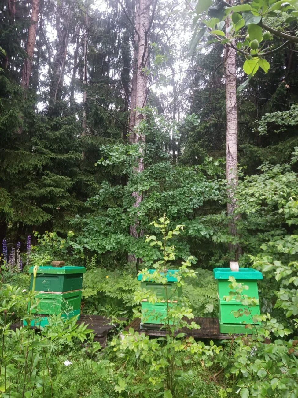 The Secret Life of Pollinators: A Midsummer Report from the Field