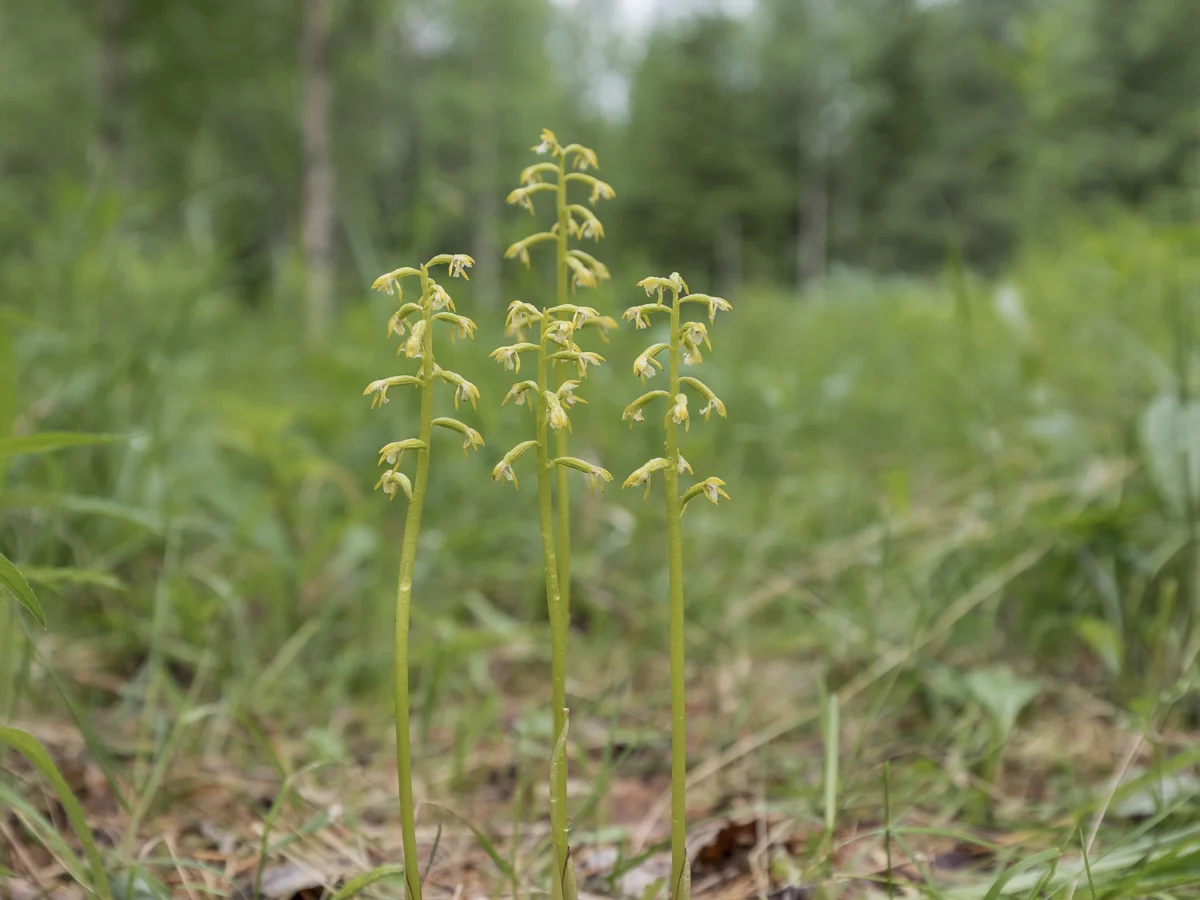 The Silent Orchids: A Rare Encounter with the Elusive Coralroot