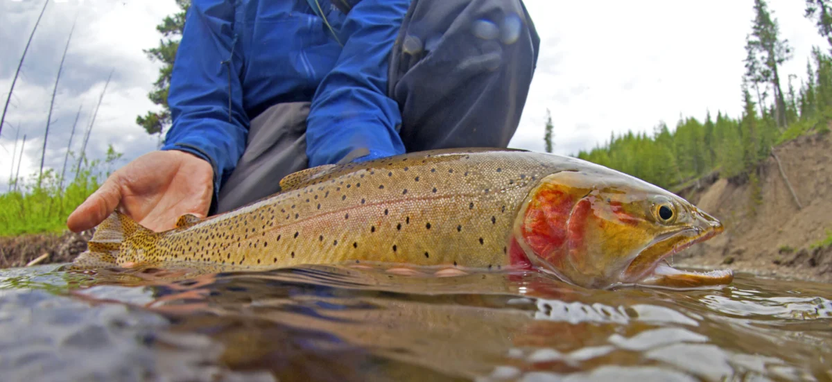 A River’s Resurrection: How the Teton Valley is Redefining Western Water Management