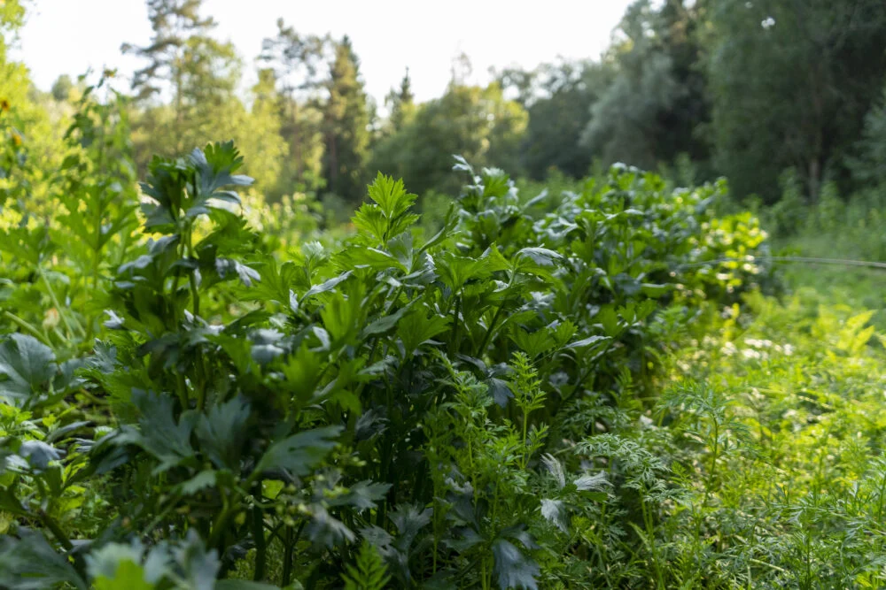Cultivating Resilience: The Path to Healthy Plants and Thriving Soil