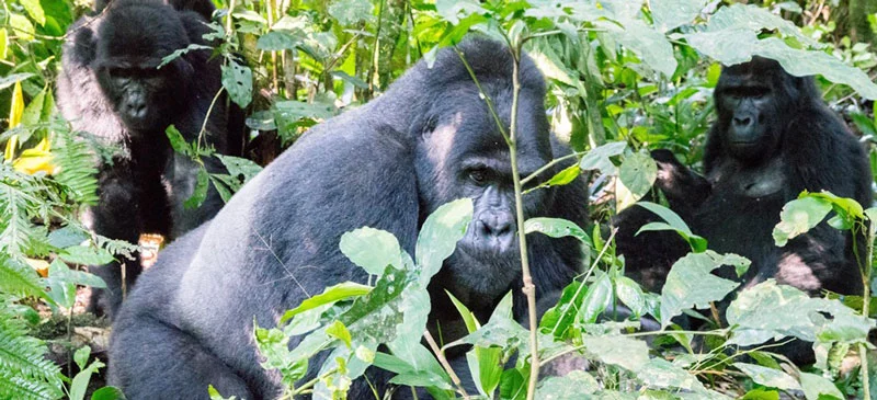 East Africa’s Volcanic Wonders: A Comprehensive Guide to Sustainable Adventure and Ecotourism