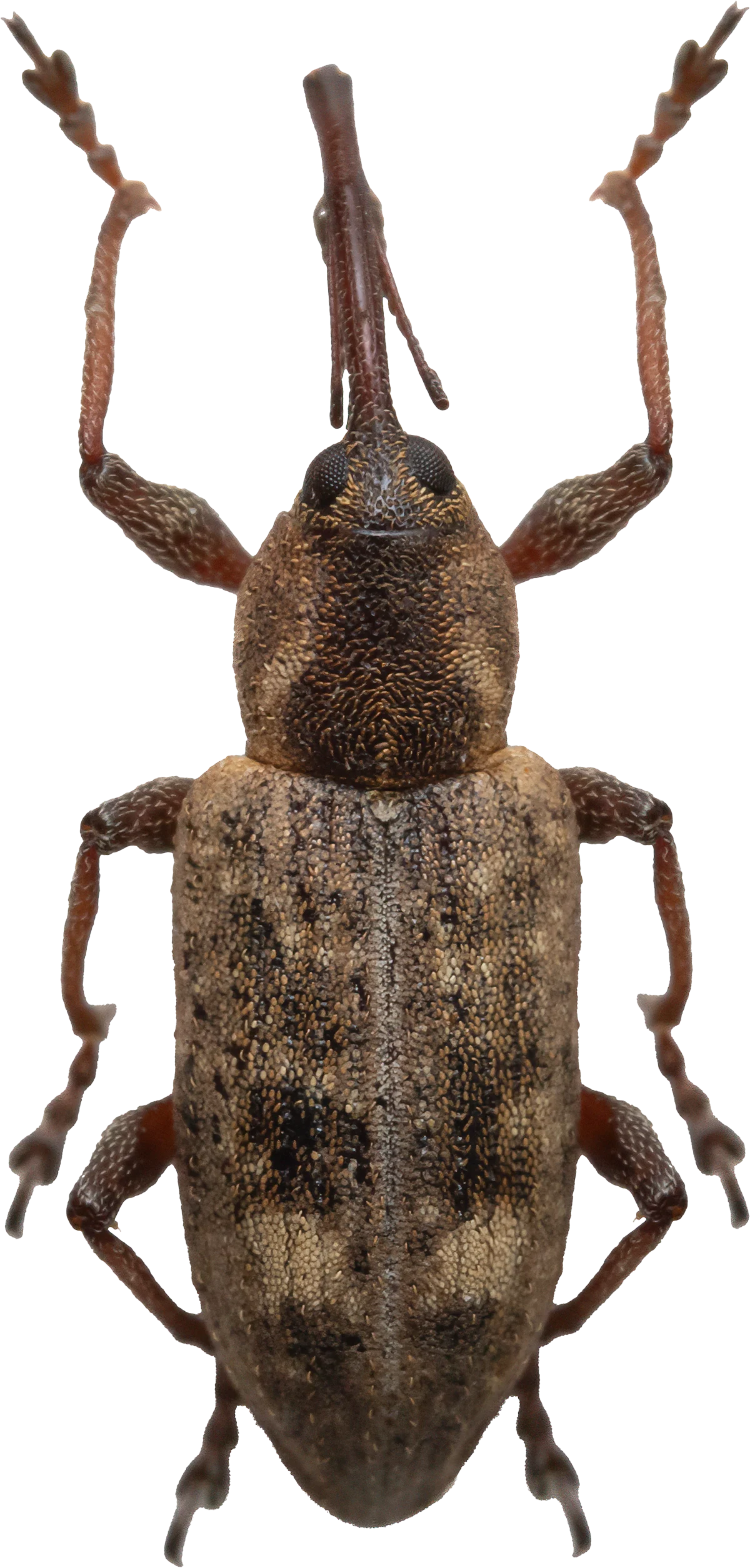 Entomological Expeditions: Discovering the Hidden Biodiversity of the Estonian Coast
