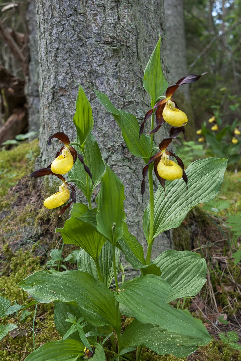 Orchids of the Baltic: A Journey Through Limestone Landscapes and Botanical Rarity