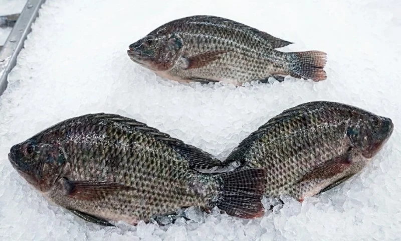 The Angler’s Dilemma: Navigating the Ethics and Gastronomy of "Difficult" Fish