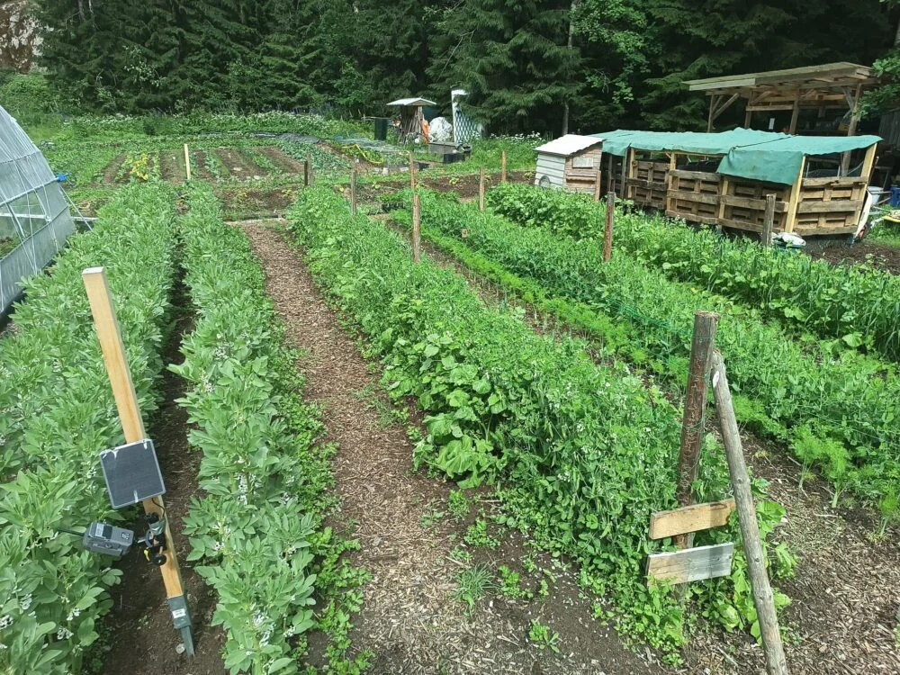 The Renaissance of Legumes: From Garden Staples to Culinary Gold