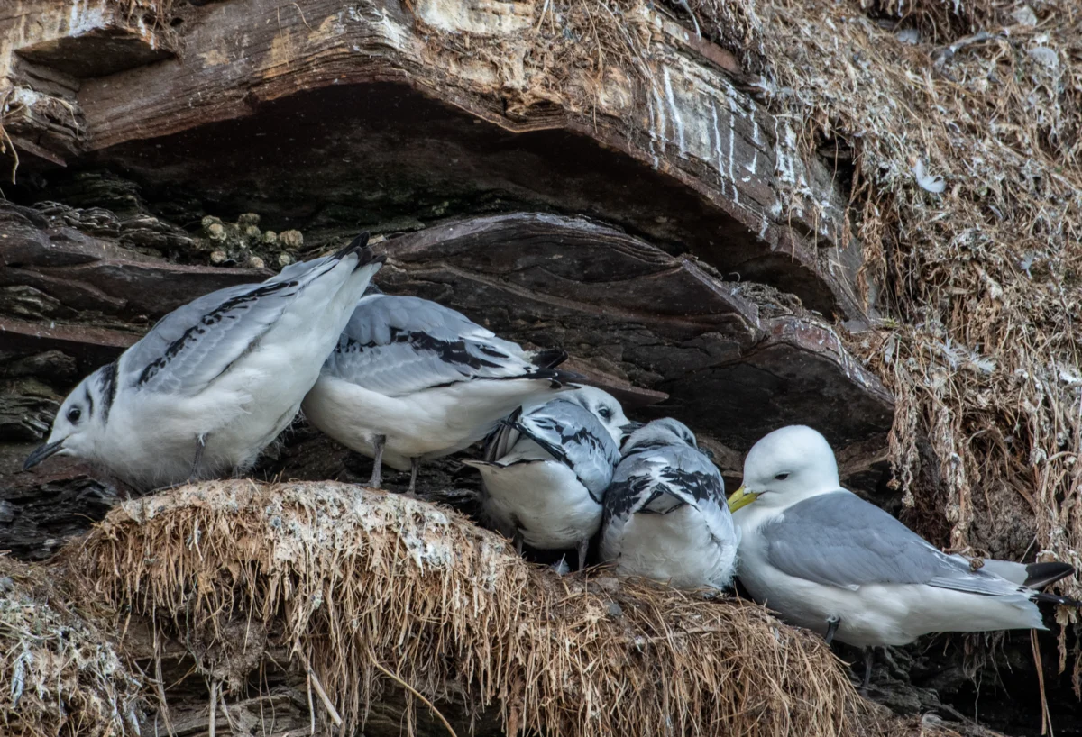 The Silent Cliffs: A Fragile Hope for the Black-Legged Kittiwake