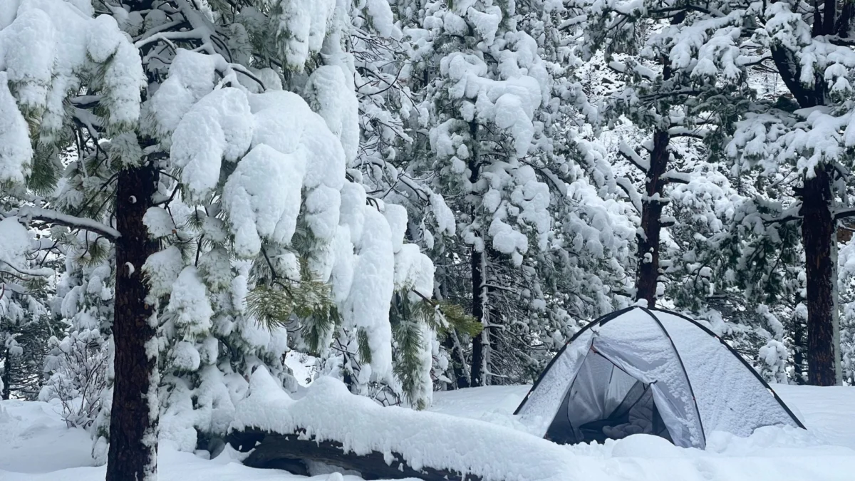 The Silent Sentinel: Assessing the Lethal Risks of Hazard Trees in the Backcountry