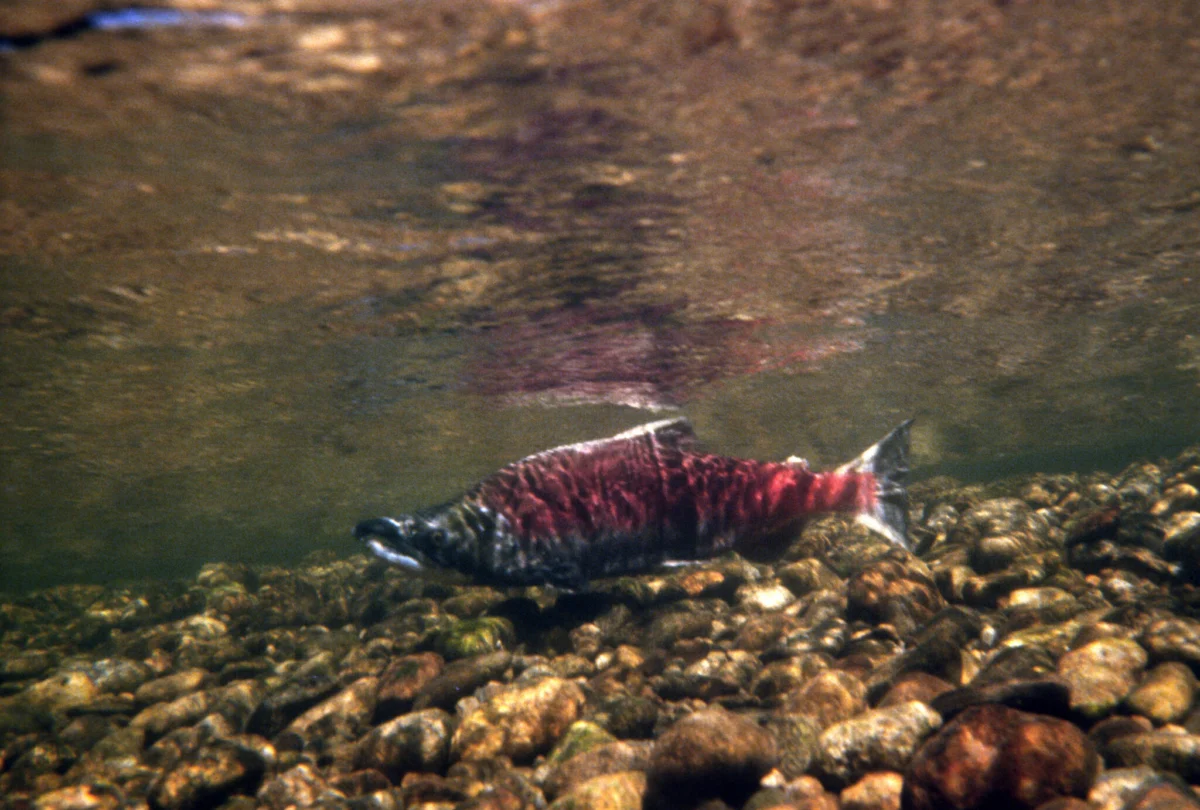 The Starving River: Why Restoring California’s Floodplains is the Last Stand for Salmon