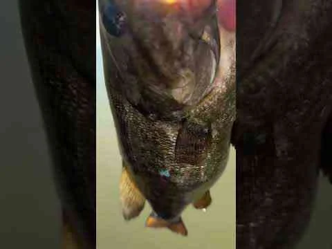 Video: Fat Summer Bass! #bassfishing