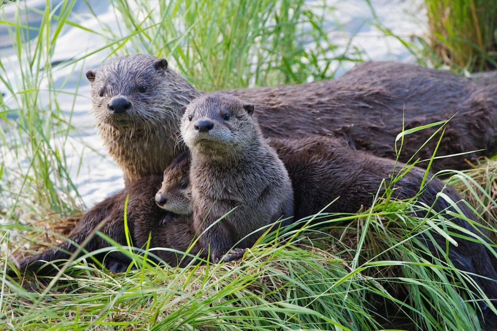 Championing Our Lifelines: Why World Nature Conservation Day Demands Action for Our Rivers