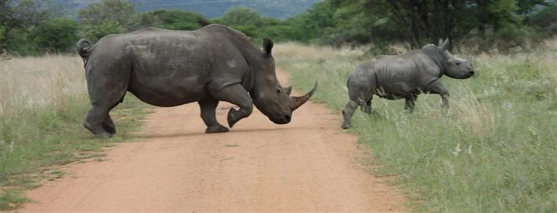Discovering Tanzania: The Ultimate Guide to Sustainable Ecotourism and Safari Adventures