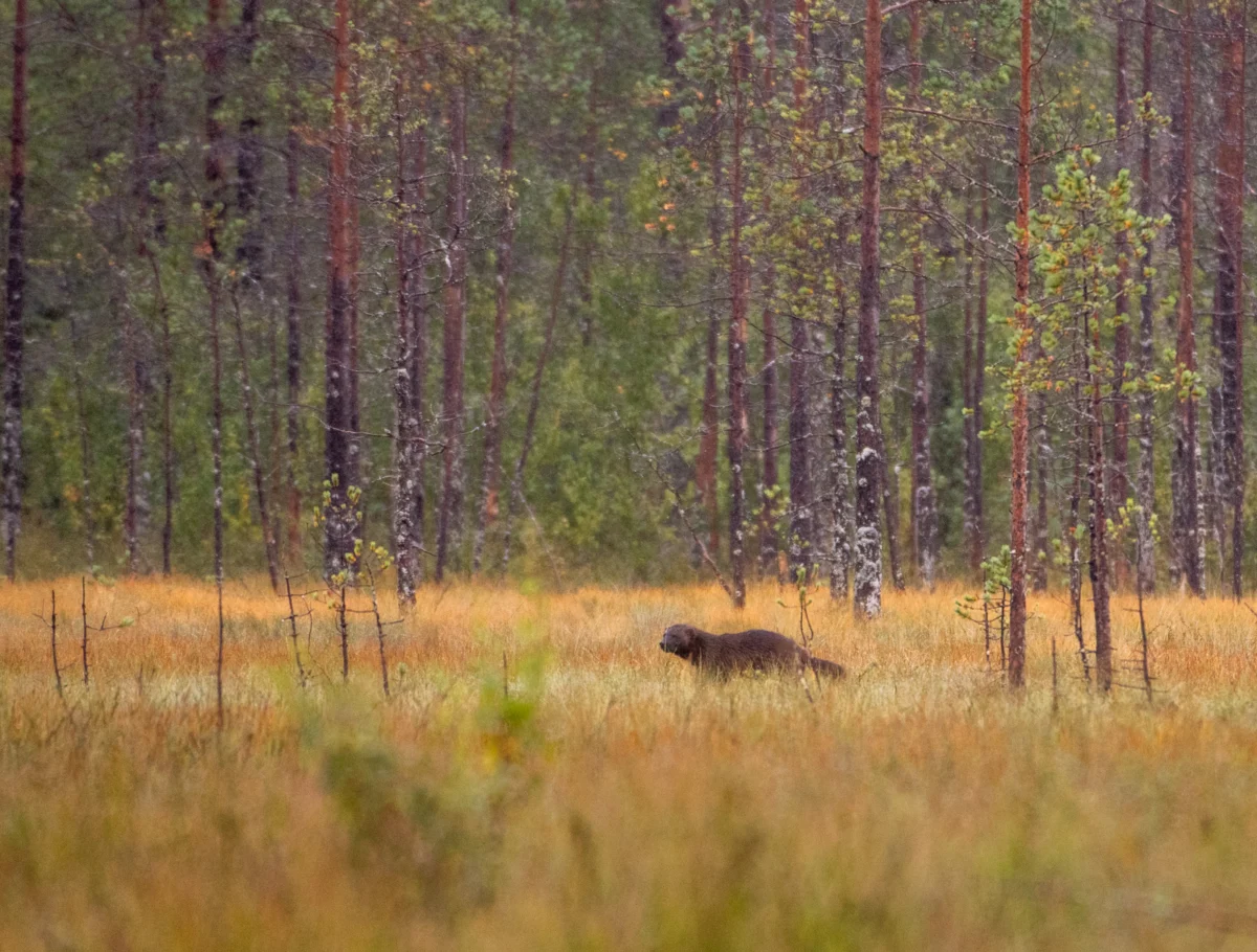 In the Heart of the Kuhmo Wilderness: A Night in the Shadow of Predators