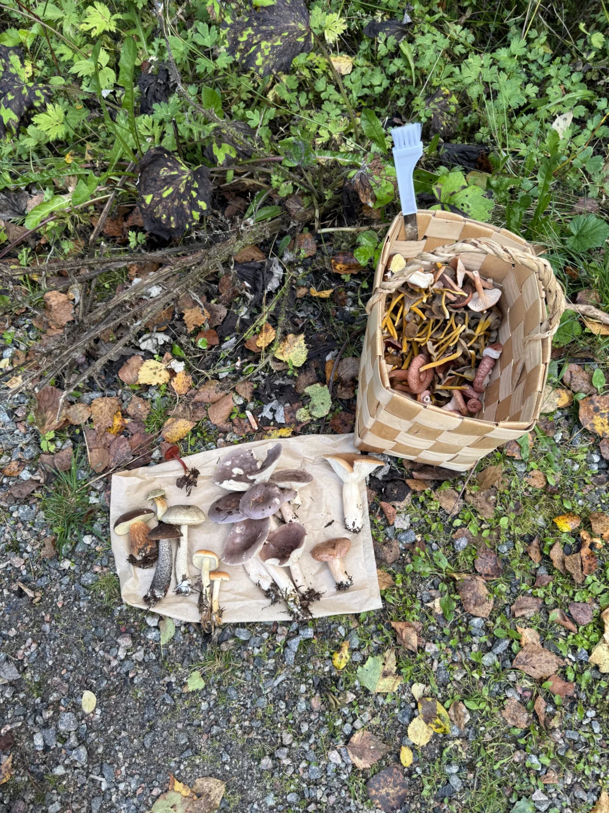 Sylvan Discovery: Inside the Inaugural Suomen Luonto Club Foraging Expedition