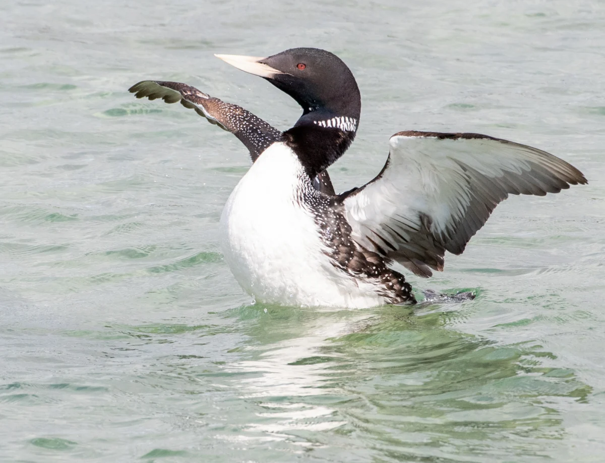 The Arctic Sentinel: A Deep Dive into the Life and Fragility of the Yellow-billed Loon
