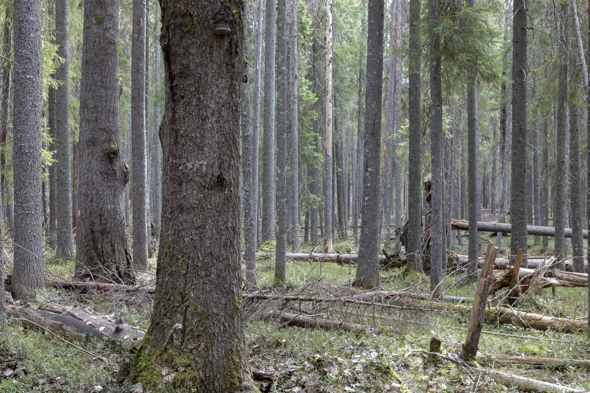 The Hidden Gems of the North: A Journey into the World of Rare Orchids and Myco-heterotrophs