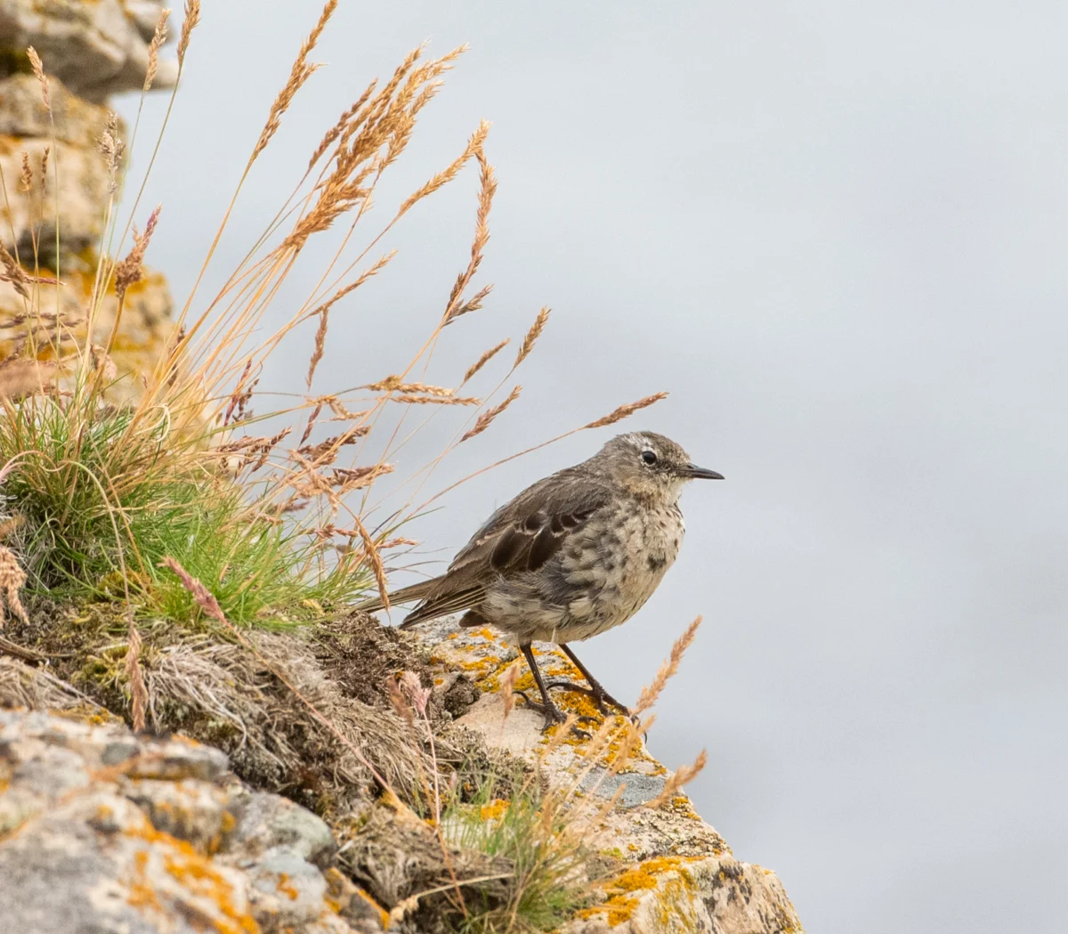 The Unsung Sentinels: Celebrating the Pipits of the North