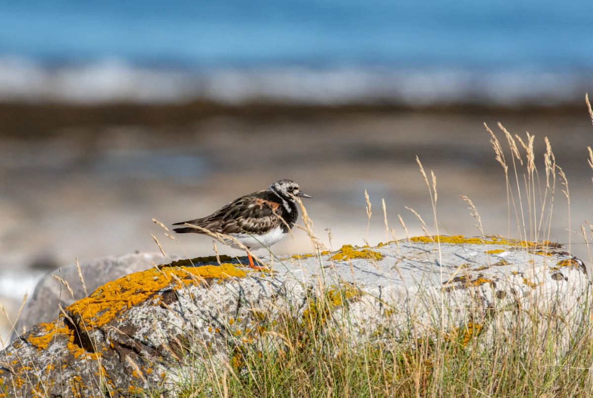 The Vanishing Sentinel: Understanding the Plight of the Ruddy Turnstone