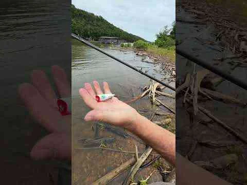 Video: Best bank fishing top water lure?