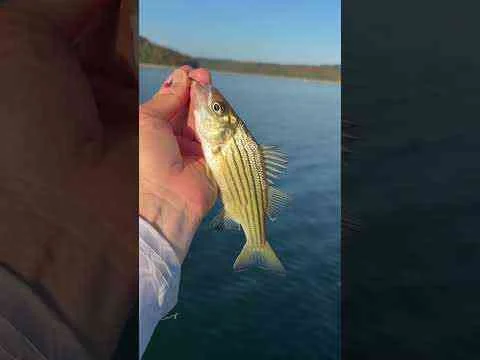 Video: ￼ Does your Lake have yellow Bass?