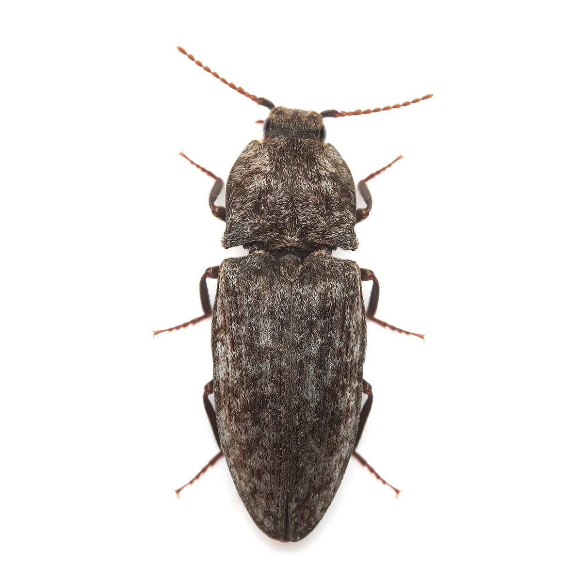 Entomological Expedition: Uncovering the Hidden Biodiversity of Tallinn’s Hinterlands