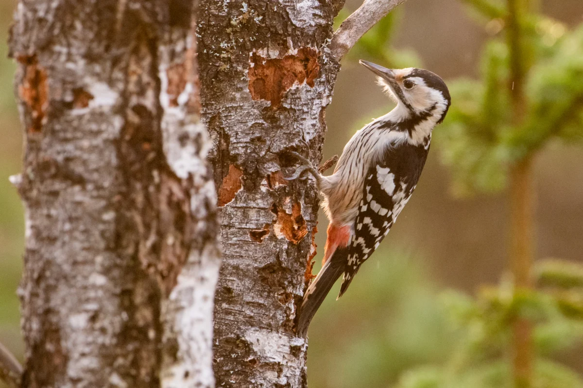 Preparing for Winter: A Guide to Supporting Finland’s Avian Population