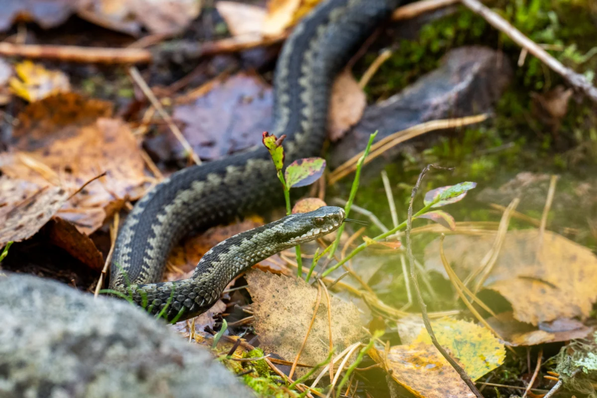 The Serpent’s Last Waltz: Understanding the Adder’s Migration to Winter Slumber