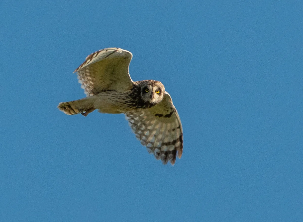 The Silent Hunter of the North: An Encounter with the Short-eared Owl