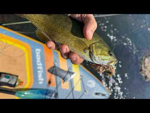 Video: Badfish Rep Southeast